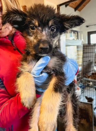 Eiko ist einer von circa 140 Hunden und 30 Katzen, die