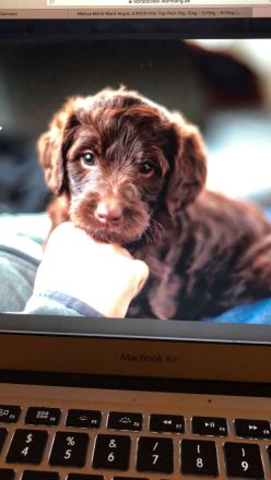 Labradoodle Welpen aus Top Verpaarung