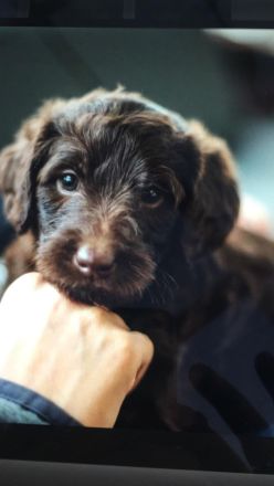 Labradoodle Welpen aus Top Verpaarung