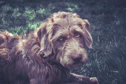 Labradoodle Welpen aus Top Verpaarung