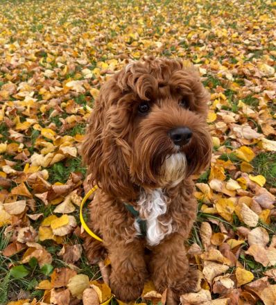Americ Cockapoo Welpen aus Top Verpaarung