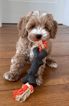 Americ Cockapoo Welpen aus Top Verpaarung