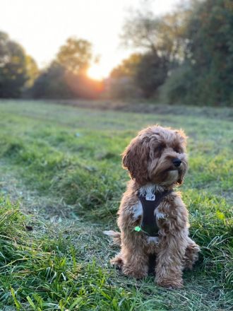 Americ Cockapoo Welpen aus Top Verpaarung
