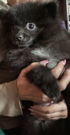 Kleine Zuckerschnuten suchen ab sofort neues