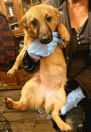 Ronja ist einer von circa 140 Hunden und 30 Katzen, die