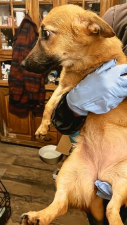 Ronja ist einer von circa 140 Hunden und 30 Katzen, die