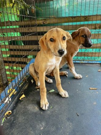 Donna ist einer von circa 140 Hunden und 30 Katzen, die