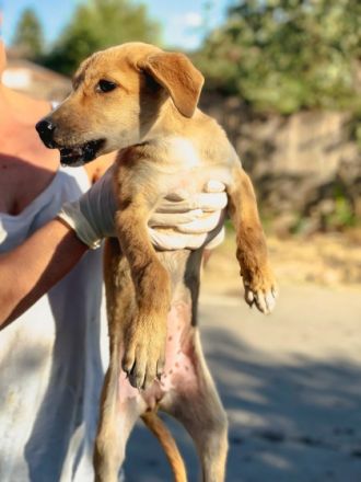 Donna ist einer von circa 140 Hunden und 30 Katzen, die