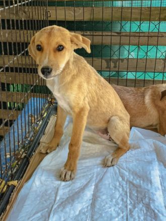 Donna ist einer von circa 140 Hunden und 30 Katzen, die