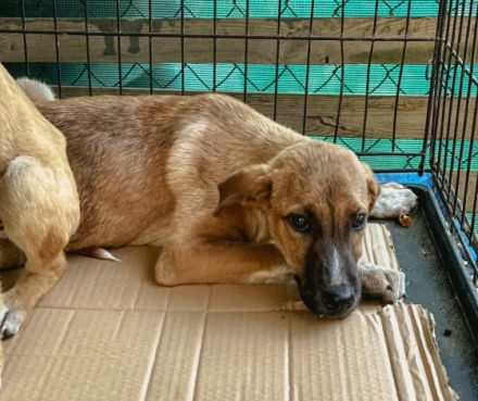 Dorian ist einer von circa 140 Hunden und 30 Katzen,