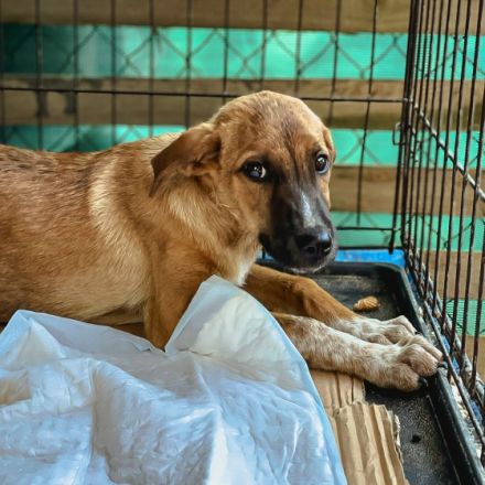 Dorian ist einer von circa 140 Hunden und 30 Katzen,