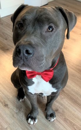 Henry sucht ein liebevolles und sehr aktives neues