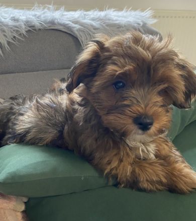 Geburtsdatum: 02.11.2021 Ab heute sind sie 12 Wochen