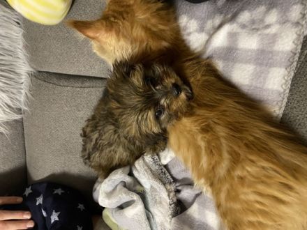 Geburtsdatum: 02.11.2021 Ab heute sind sie 12 Wochen