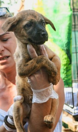 Anton ist einer von circa 140 Hunden und 30 Katzen, die