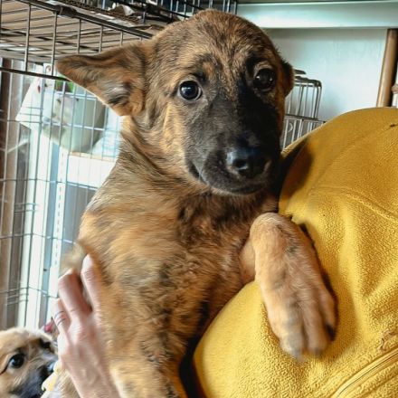 Anton ist einer von circa 140 Hunden und 30 Katzen, die