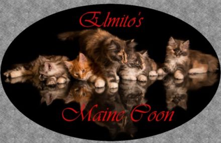 Elmito's Maine Coon