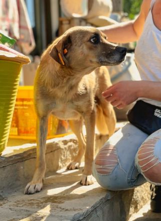 Tina ruhig, zurückhaltend, 49cm