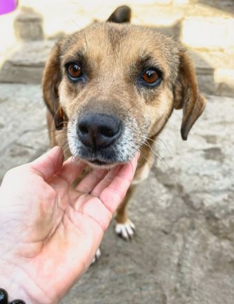 Tina ruhig, zurückhaltend, 49cm