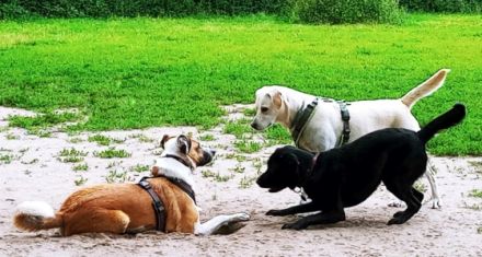 "Die Körpersprache des Hundes" (Online)