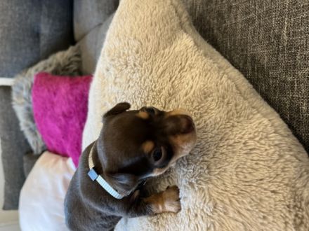 Hallo liebe Hundefreunde, Endlich sind sie da!!! Sechs