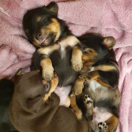 Hallo liebe Hundefreunde, Endlich sind sie da!!! Sechs