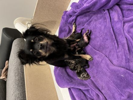 Hallo liebe Hundefreunde, Endlich sind sie da!!! Sechs