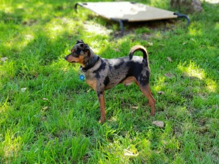 Hallo liebe Hundefreunde, Endlich sind sie da!!! Sechs