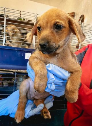 Mina ist einer von circa 140 Hunden und 30 Katzen, die