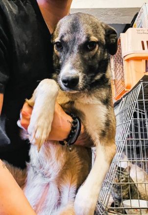 Lana ist einer von circa 140 Hunden und 30 Katzen, die