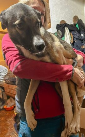 Lana ist einer von circa 140 Hunden und 30 Katzen, die