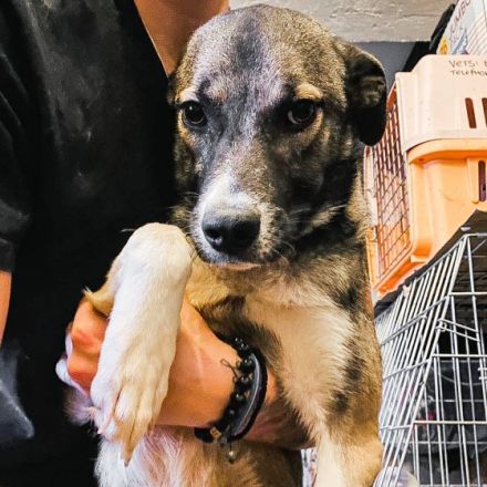 Lana ist einer von circa 140 Hunden und 30 Katzen, die