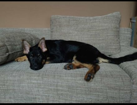 Abzugeben ist ein 4 Monate alter Rüde. Er ist bereits