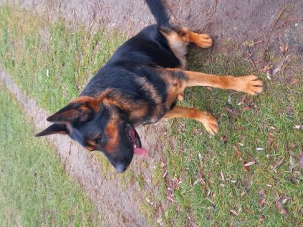 Abzugeben ist ein 4 Monate alter Rüde. Er ist bereits