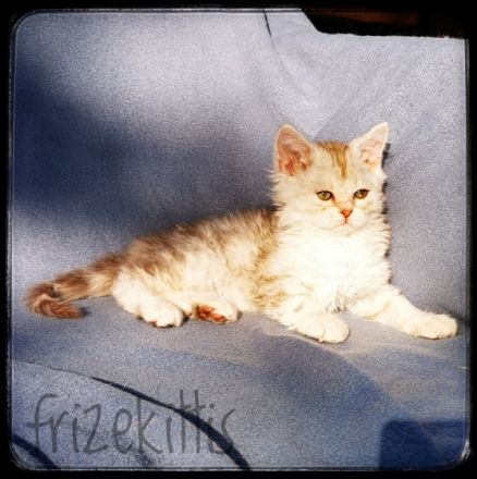 Unser süßer Aladdin hat sein Köfferchen gepackt und ist