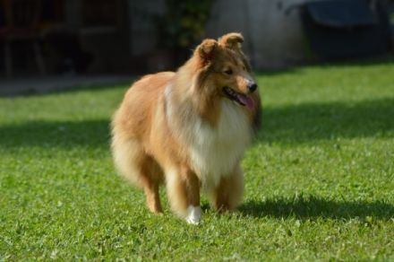 Zisko Candy von Shannon