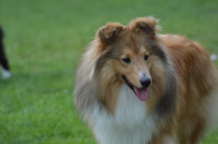 Zisko Candy von Shannon