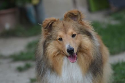 Zisko Candy von Shannon