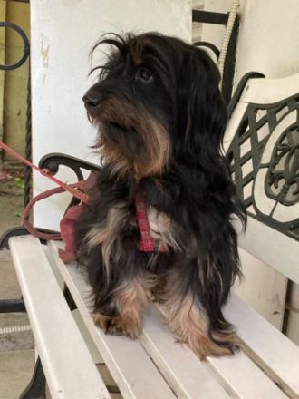 Wichtig. Mousa lebt in Serbien! Grösse: ca. 36cm Hier