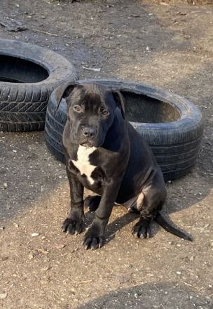 Beste geschenk für weinachten!!! Ich habe 4wunderschöne