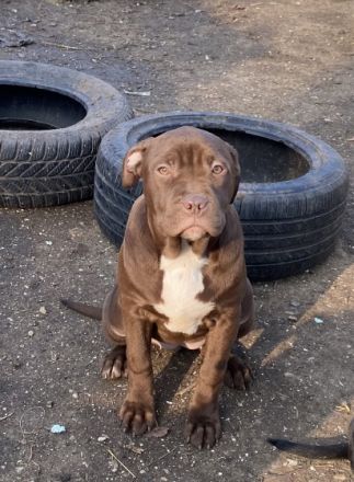 Beste geschenk für weinachten!!! Ich habe 4wunderschöne