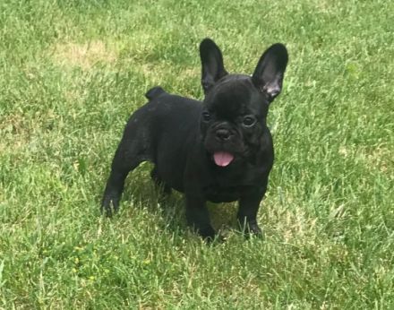 Hallo Zusammen. Wir sind vier süße Bullys Geschwister