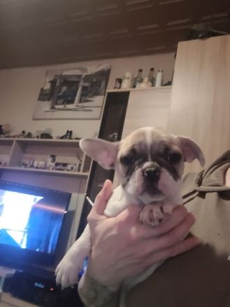 1 süßes Mädel und 1 Buben sucht noch ein liebevolles