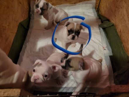 1 süßes Mädel und 1 Buben sucht noch ein liebevolles