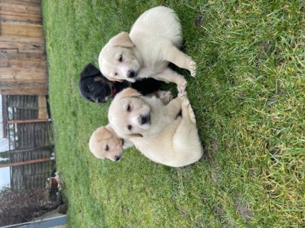 Unsere Bella ein Labrador Kuvasz Mix,hat am 4.11.21 10