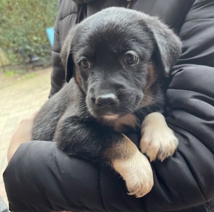Unsere Bella ein Labrador Kuvasz Mix,hat am 4.11.21 10