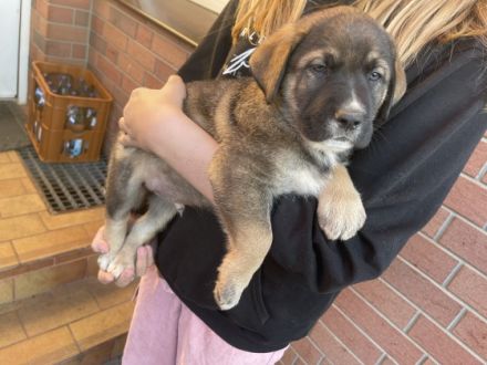 Unsere Bella ein Labrador Kuvasz Mix,hat am 4.11.21 10