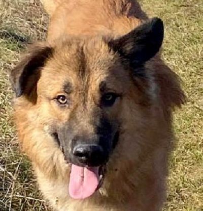 Auf Grizzlys Wunschliste stünde noch ein Garten