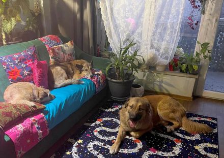 Auf Grizzlys Wunschliste stünde noch ein Garten