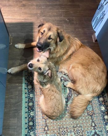 Auf Grizzlys Wunschliste stünde noch ein Garten